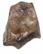 Leptoceratops Tooth - Montana #56483-1